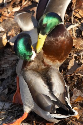 IMG_3163.jpg
