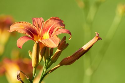 IMG_6402_1 copie.jpg