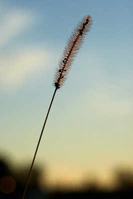 _NOL5412.jpg