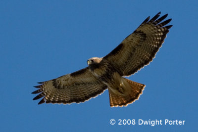 Red-tailed Hawk