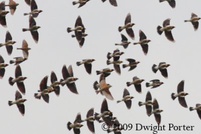 Bobolinks