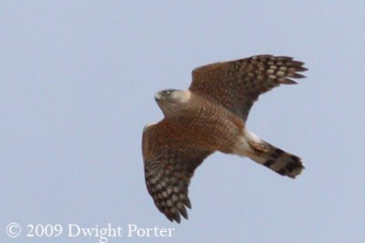 Sharp-shinned Hawk adult