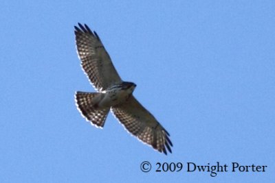 Broad-winged Hawk immature