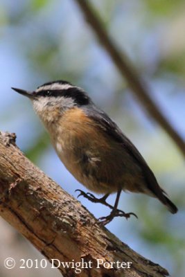 Red-breasted Nuthatch