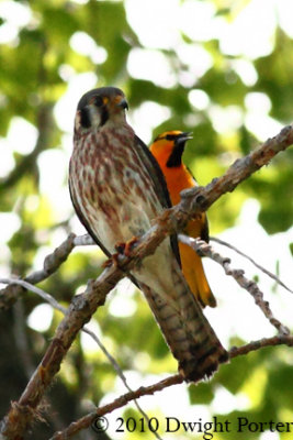 Kestrel and Oriole