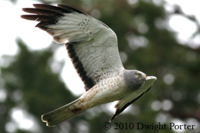 Northern Harrier