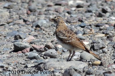 Horned Lark