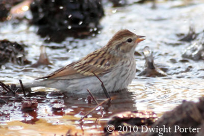 Chipping Sparrow 