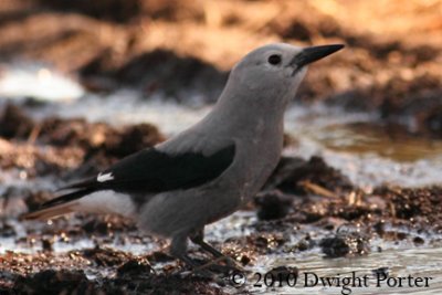 Clark's Nutcracker