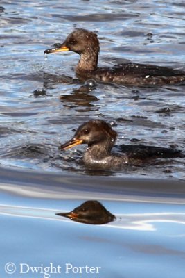 Hooded Mergansers