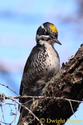 Three-toed Woodpecker