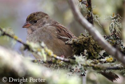 Golden-crowned Sparrow