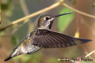 Anna's Hummingbird