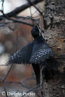 Black-backed Woodpecker