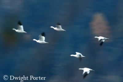 Snow Geese