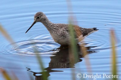 Greater Yellowlegs