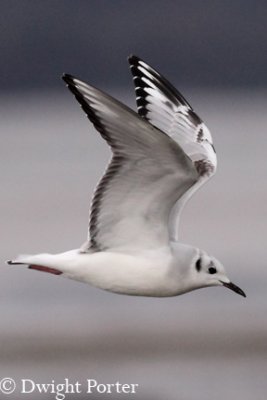 Bonaparte's Gull