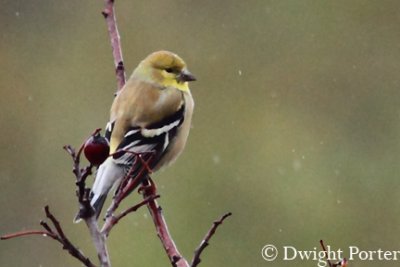 American Goldfinch