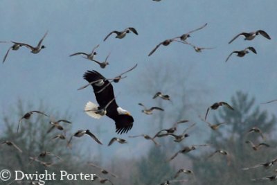 Bald Eagle and Northern Pintails