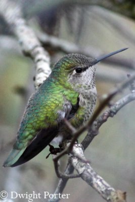 Anna's Hummingbird