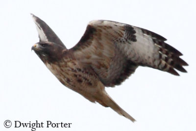 Red-tailed Hawk