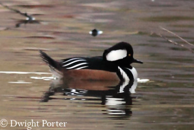 Hooded Merganser