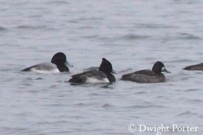 Tufted Duck x Scaup hybrid