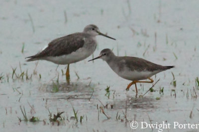 Lesser and Greater Yellowlegs