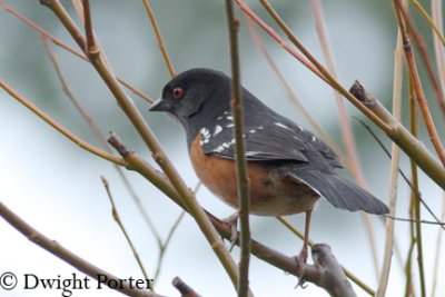 Spotted Towhee