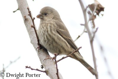 House Finch