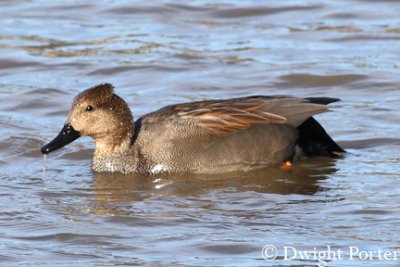 Gadwall