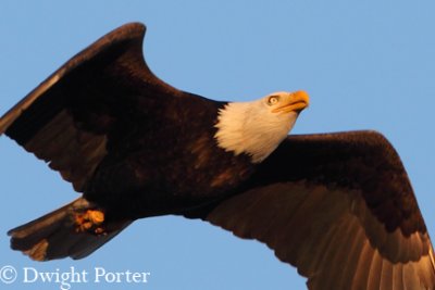 Bald Eagle