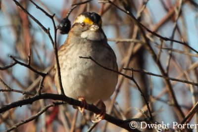 White-throated Sparrow