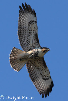 Red-tailed Hawk
