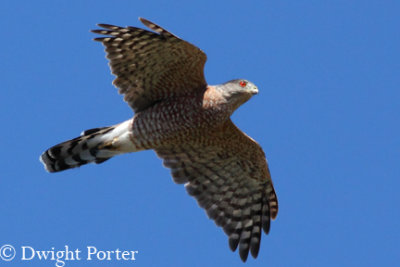 Cooper's Hawk