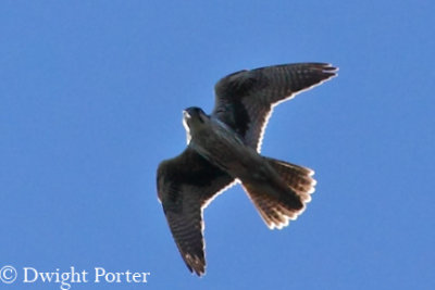 Prairie Falcon