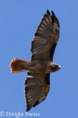 Red-tailed Hawk