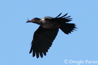 Lewis's Woodpecker