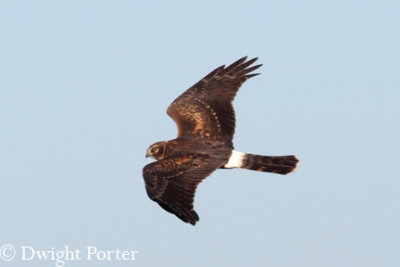 Northern Harrier