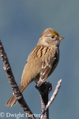 Golden-crowned Sparrow
