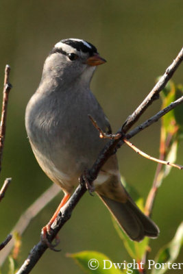 White-crowned Sparrow