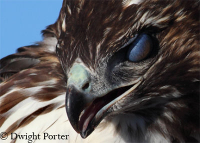 Red-tailed Hawk