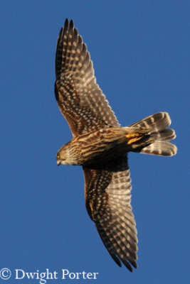 Merlin