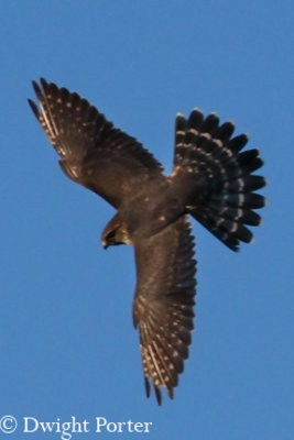Merlin