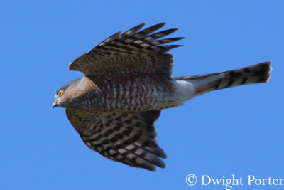 Sharp-shinned Hawk