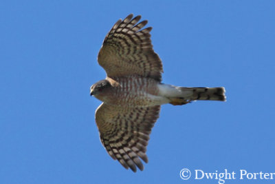 Sharp-shinned Hawk
