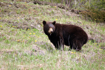 Black Bear Munching Dandelions