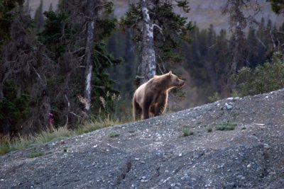 Grizzly Sow