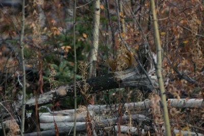 Squirrel