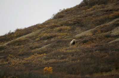 Bear on the Hillside